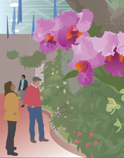 Orchid Show at Missouri Botanical Garden, illustration by Janet Muhn