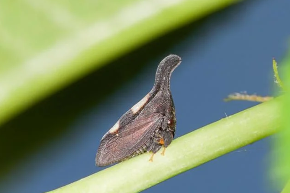 Treehopper A teehopper, a tiny insect, is on a green plant.
