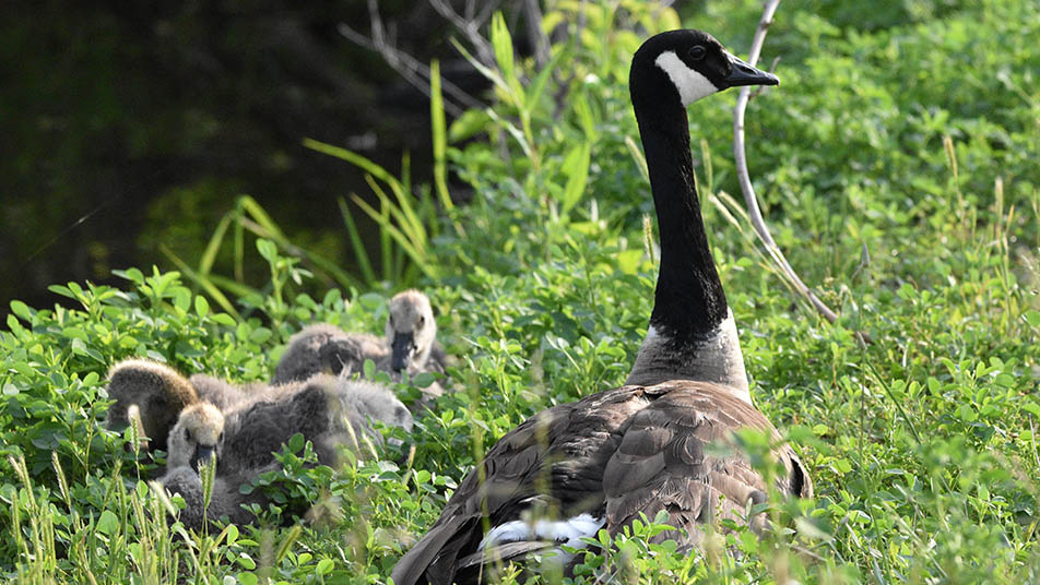 Canadian goose, Fred, wearing his newly fitted GPS tag in Forest Park. Fred sits with his head high next to a group of fluffy goslings.
