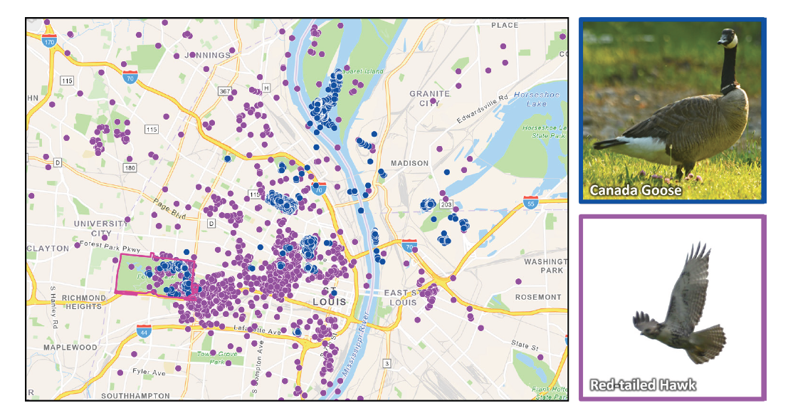 Fred's path through St. Louis and other animals tracked by the Forest Park Living Lab. Map and photos courtesy of the Forest Park Living Lab. A map of St. Louis shows blue dots throughout the city and area by the Mississippi River representing Fred, and purple dots throughout the area representing a red-tailed hawk.